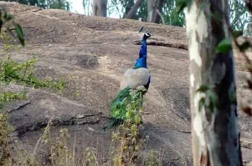 Turahalli Forest