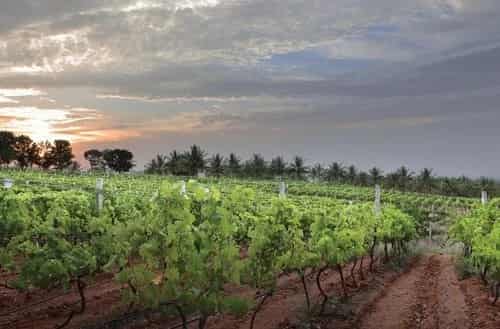 Grover Zampa Vineyards