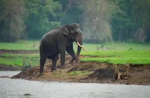 Kabini – A Wildlife Enthusiast’s Haven