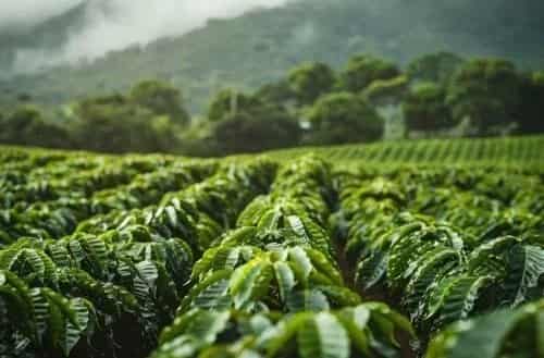 Sakleshpur – Coffee Country Charm