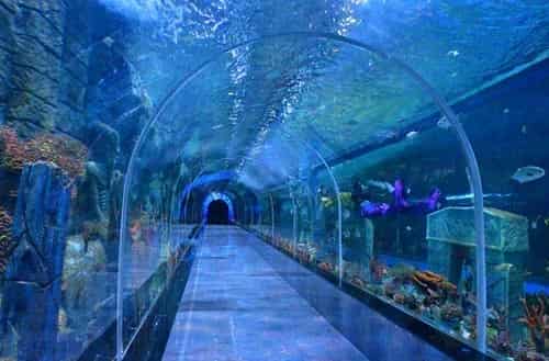 Aquarium Paradise