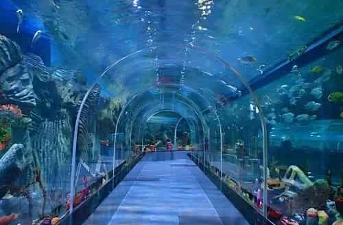 Aquarium Paradise