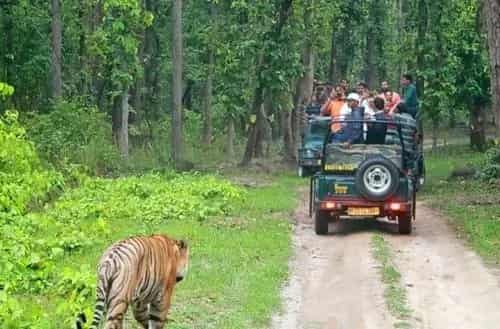 Bandipur National Park – Wildlife and forest trails