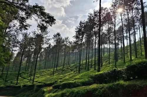 Chikmagalur – Scenic hills, trekking trails, and coffee estates