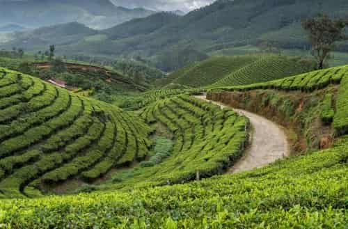 Munnar, Kerala