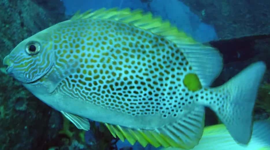 Fish Burd Rabbit Rabbitfish – Habitat, Diet, Venomous Spines & Ecological Role