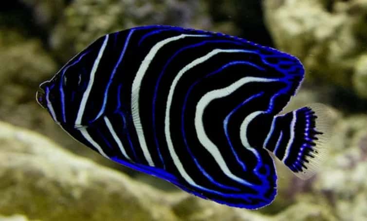 Koran Angelfish – Size, Color Change, Diet & Aquarium Care