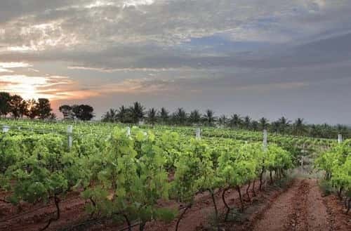 Grover Zampa Vineyards