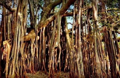 Dodda Alada Mara (Big Banyan Tree)