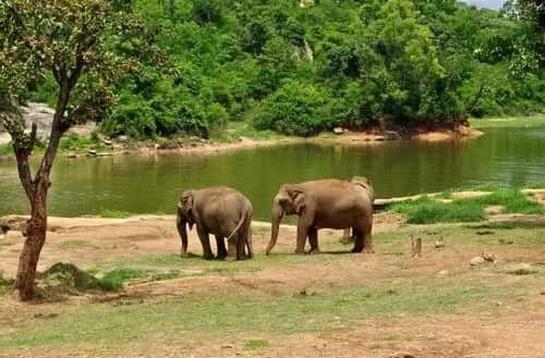 Bannerghatta National Park