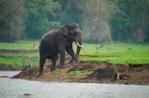 Kabini – A Wildlife Enthusiast’s Haven