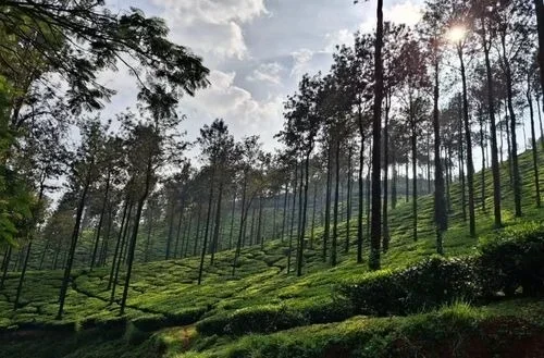 Chikmagalur – Coffee Estates and Scenic Beauty