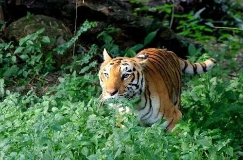 Bannerghatta Biological Park