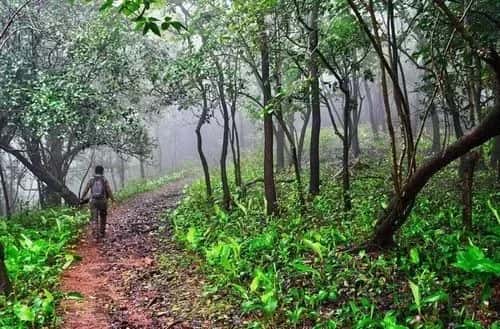 Turahalli Forest