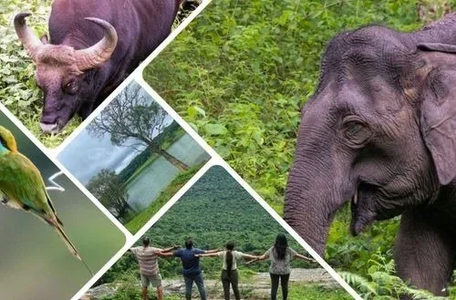 BR Hills (Biligiriranga Hills) – Wildlife, forests, and adventure activities