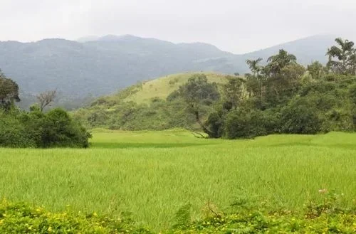 Sakleshpur – Rolling hills, coffee estates, and pleasant climate