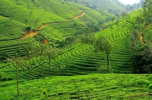Coonoor – Tea gardens and scenic hill station
