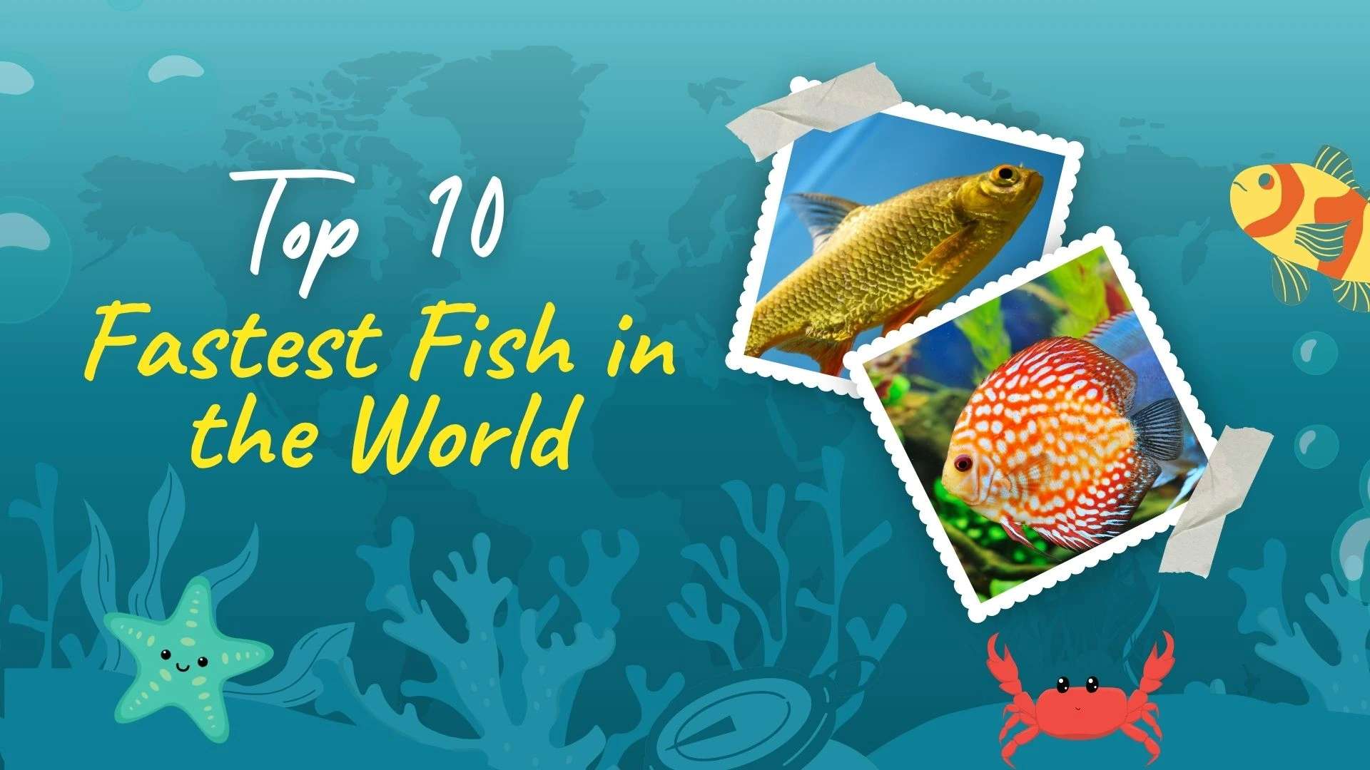 Top 10 Fastest Fish in the World