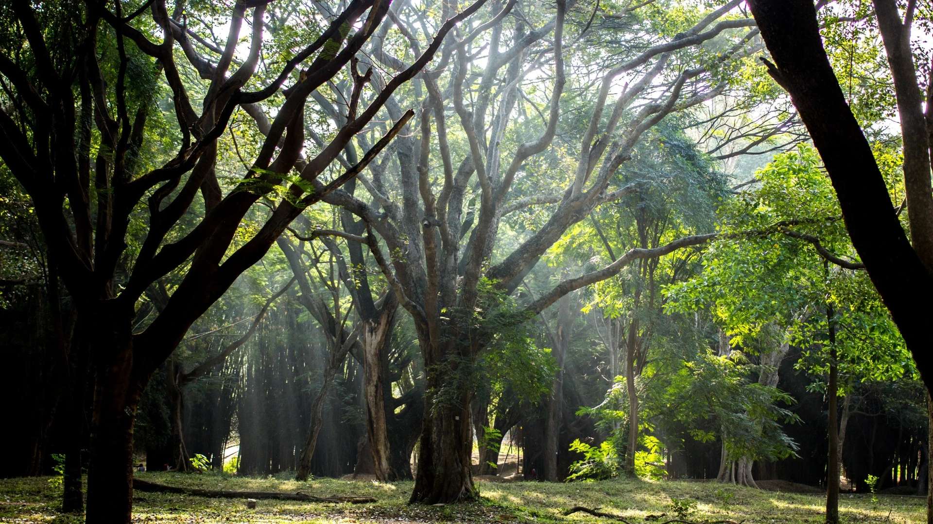 Cubbon Park, Bangalore