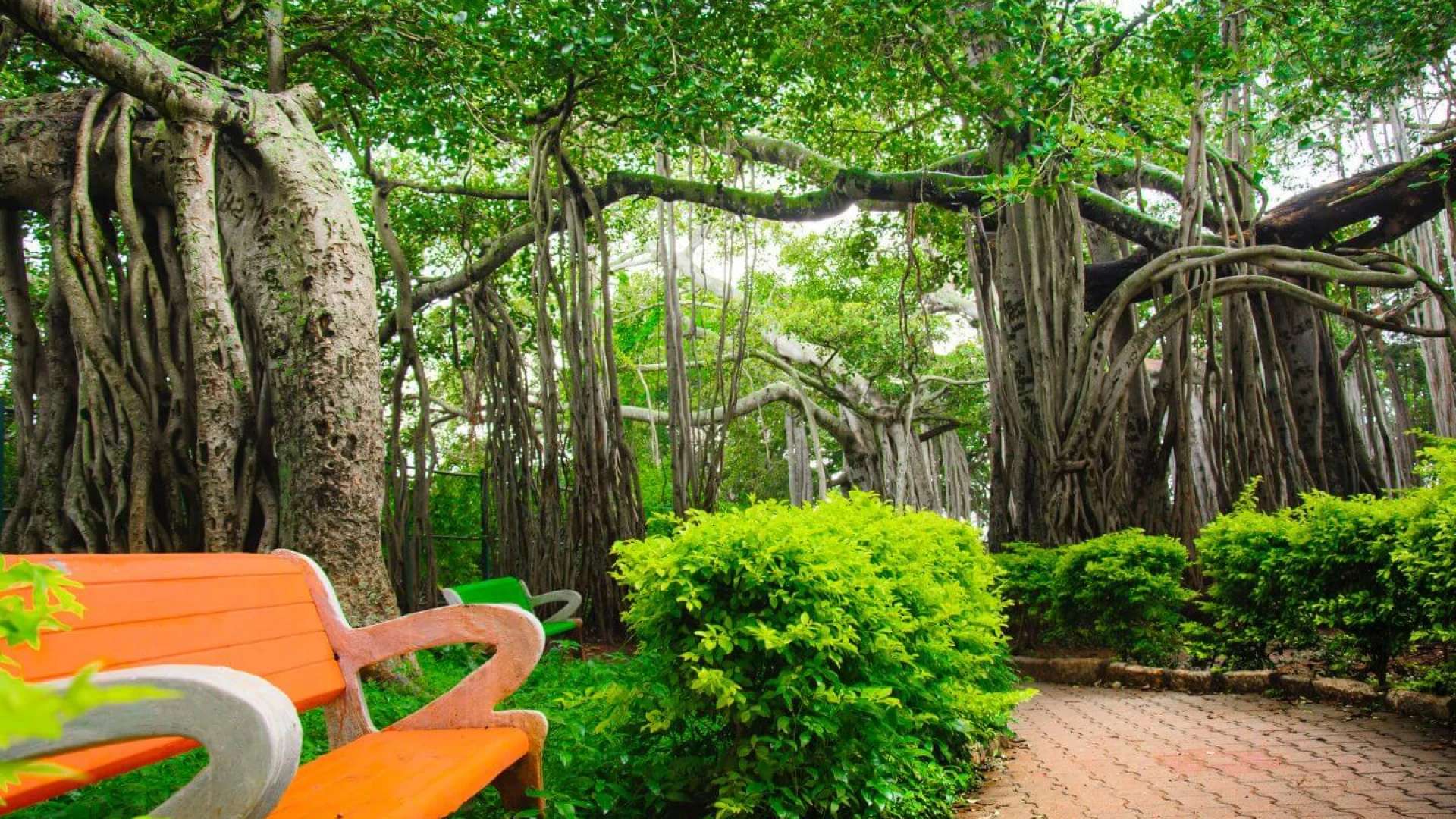 Big Banyan Tree (Dodda Alada Mara), Bangalore