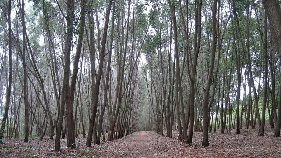 Turahalli Forest