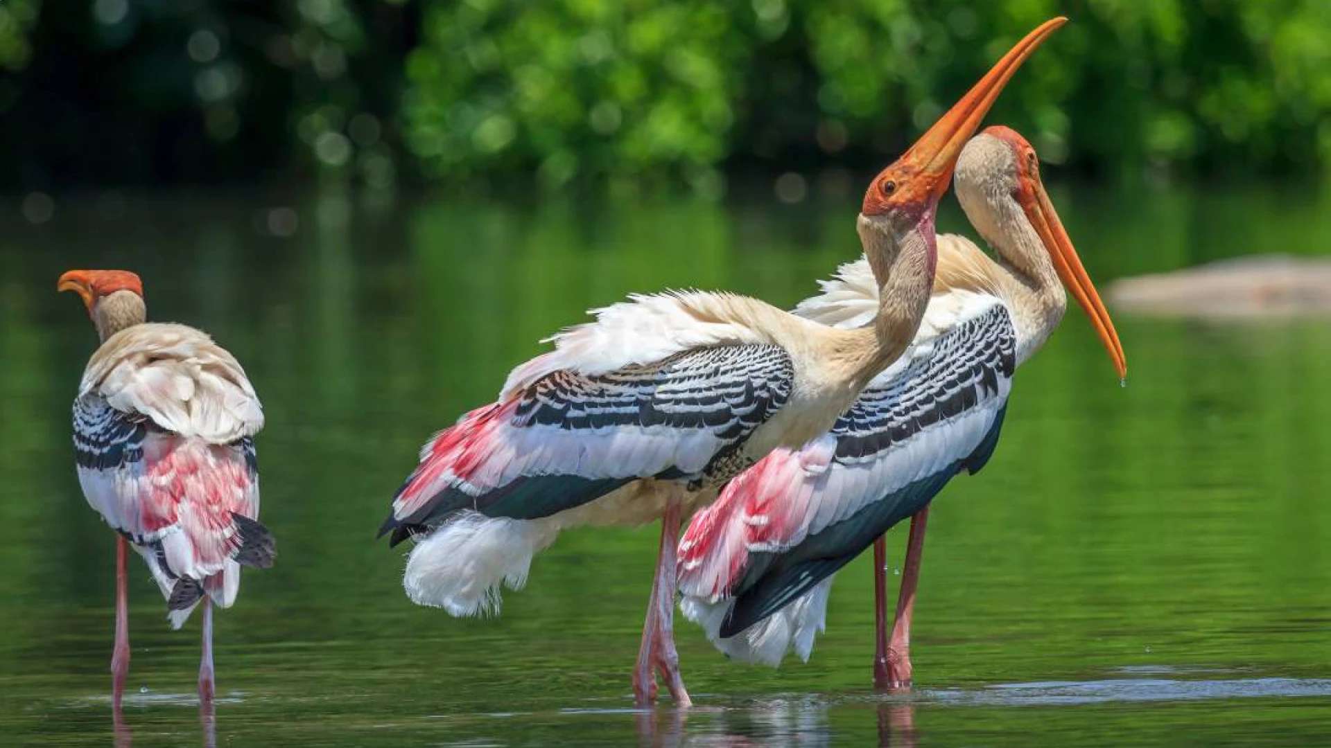 Ranganathittu Bird Sanctuary