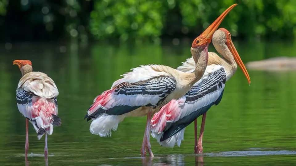 Kokkare Bellur Bird Sanctuary