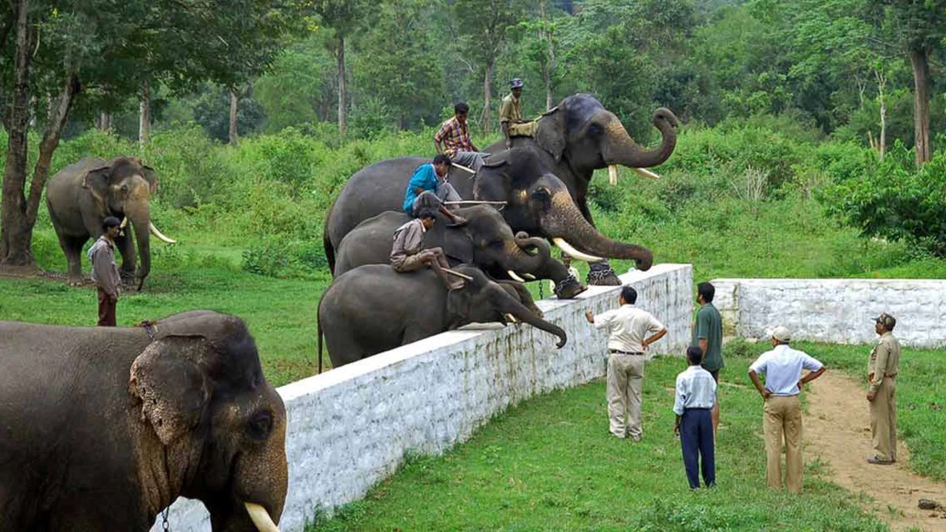 Coorg (Dubare Elephant Camp)