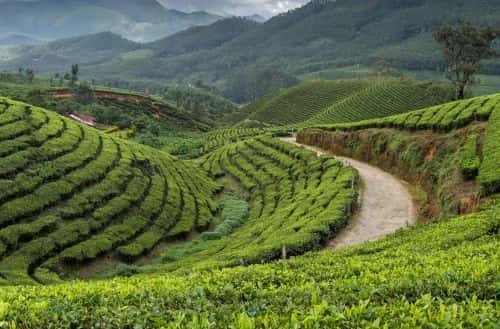 Munnar, Kerala