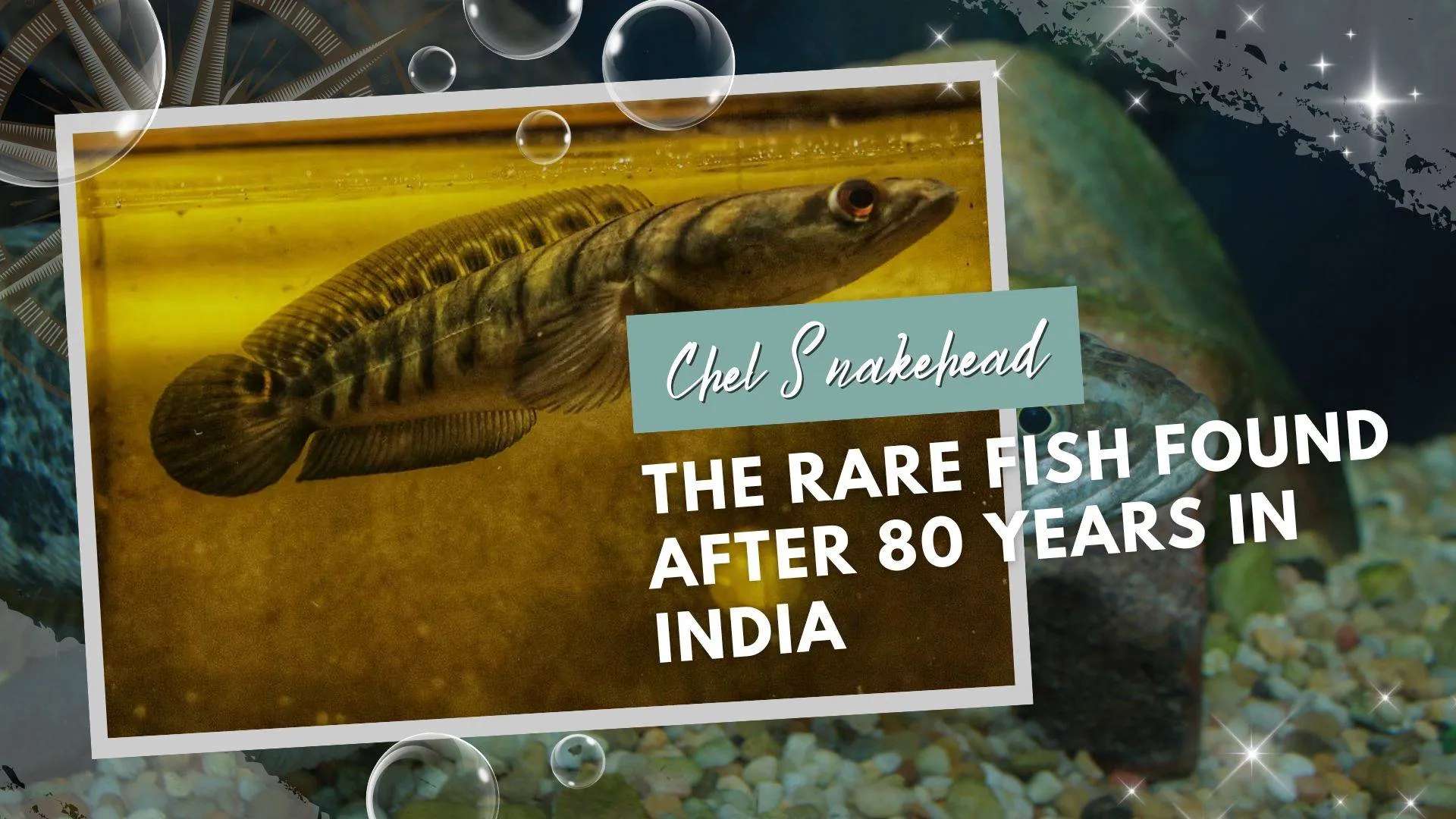 Chel Snakehead: The Rare Fish Found After 80 Years in India