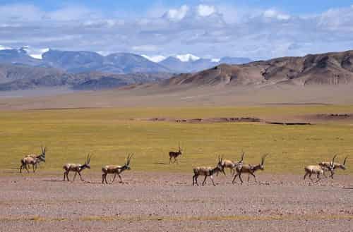 Qiangtang National Nature Reserve – China