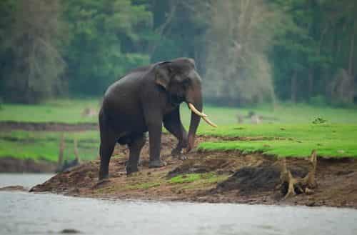Kabini