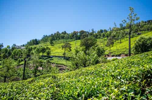 Ooty, Tamil Nadu