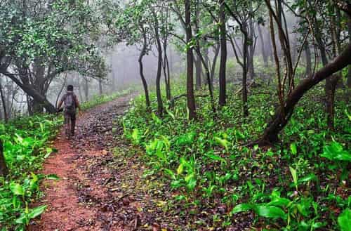 Turahalli Forest
