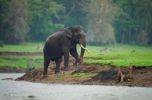Kabini