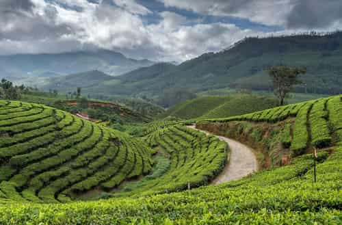 Munnar, Kerala