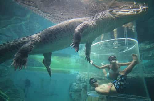Cage Snorkeling With Crocodiles