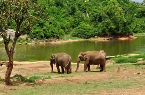 Bannerghatta National Park
