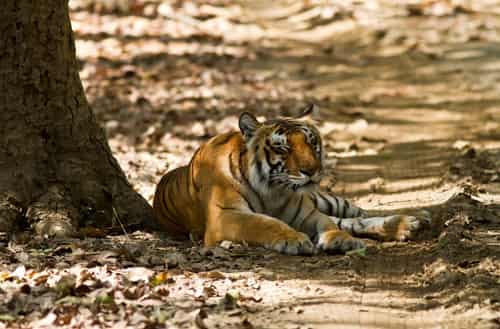 Jim Corbett National Park