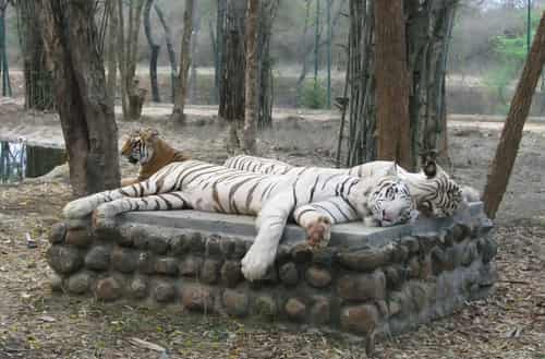 Bannerghatta Biological Park