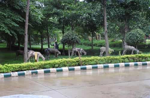 JP Park (Jayaprakash Narayan Park)