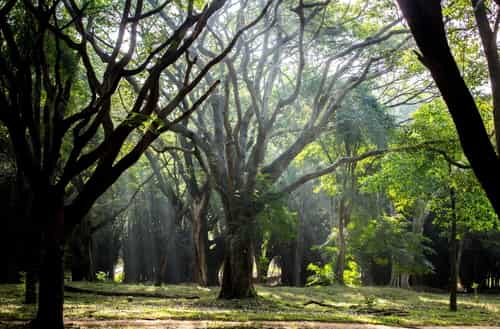 Cubbon Park