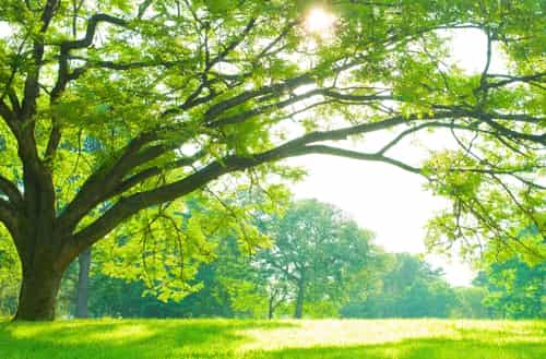 Relaxed Cultural + Park Day In Central Bangalore