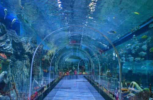 Aquarium Paradise