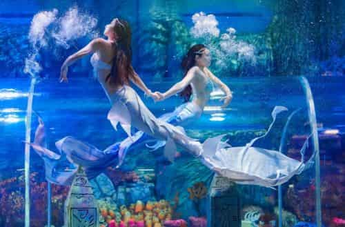 Aquarium Paradise