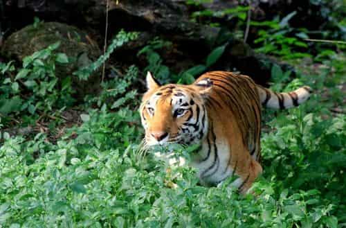 Bannerghatta Biological Park