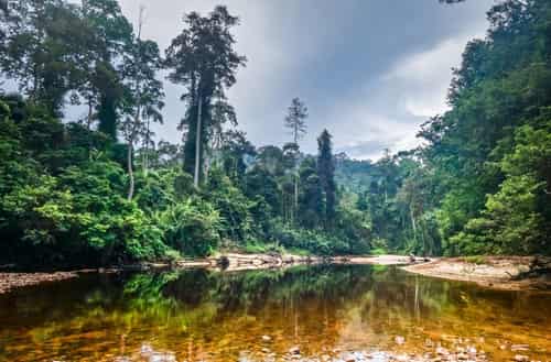 Taman Negara National Park – Malaysia