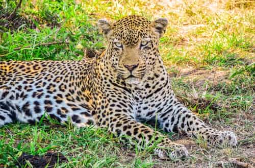 Nagarahole National Park, Karnataka