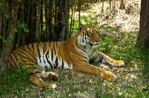 Bannerghatta Biological Park