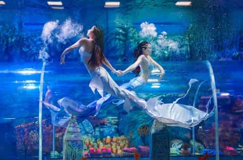 Aquarium Paradise